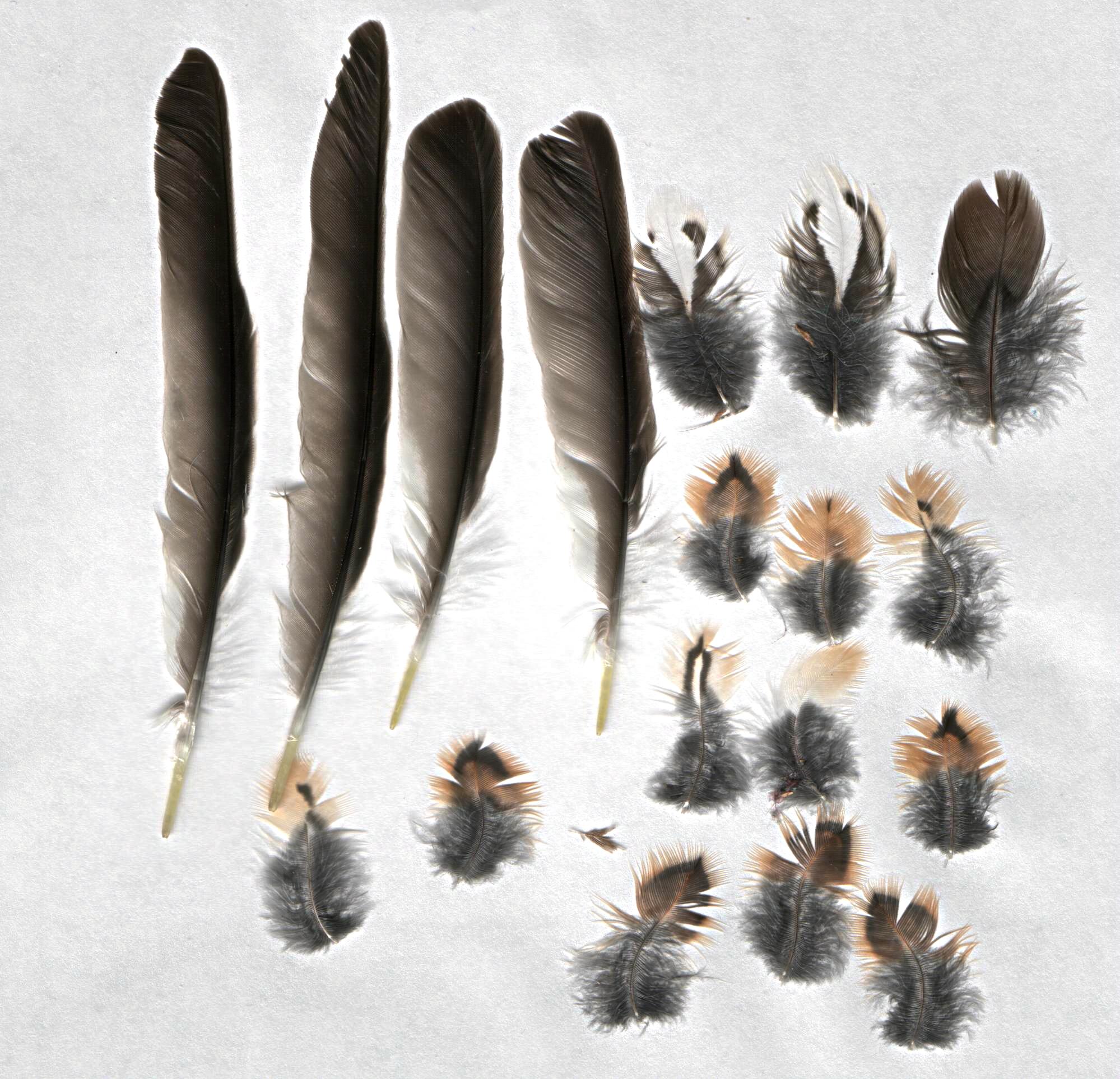 Как выглядят перья разных птиц фото и названия