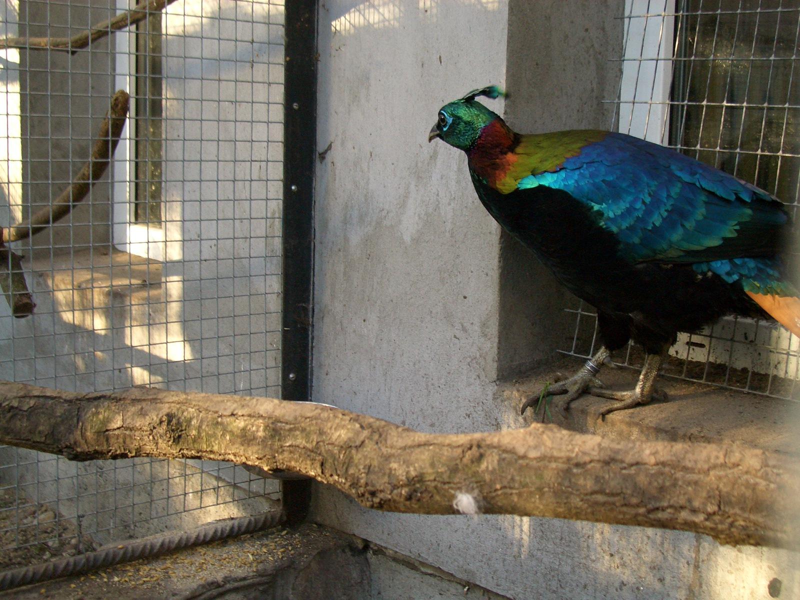 Монал (lophophorus Impeyanus) - Фазаны, перепела, павлины и пр.. - Форумы  Mybirds.ru - все о птицах