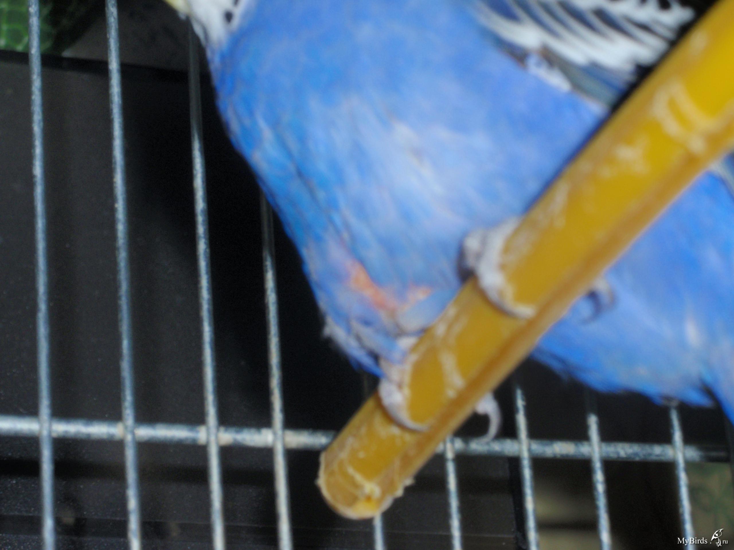 водянистый стул у попугая волнистого