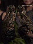 Owls_6890_1.jpg