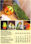 10_parrots_a3.jpg