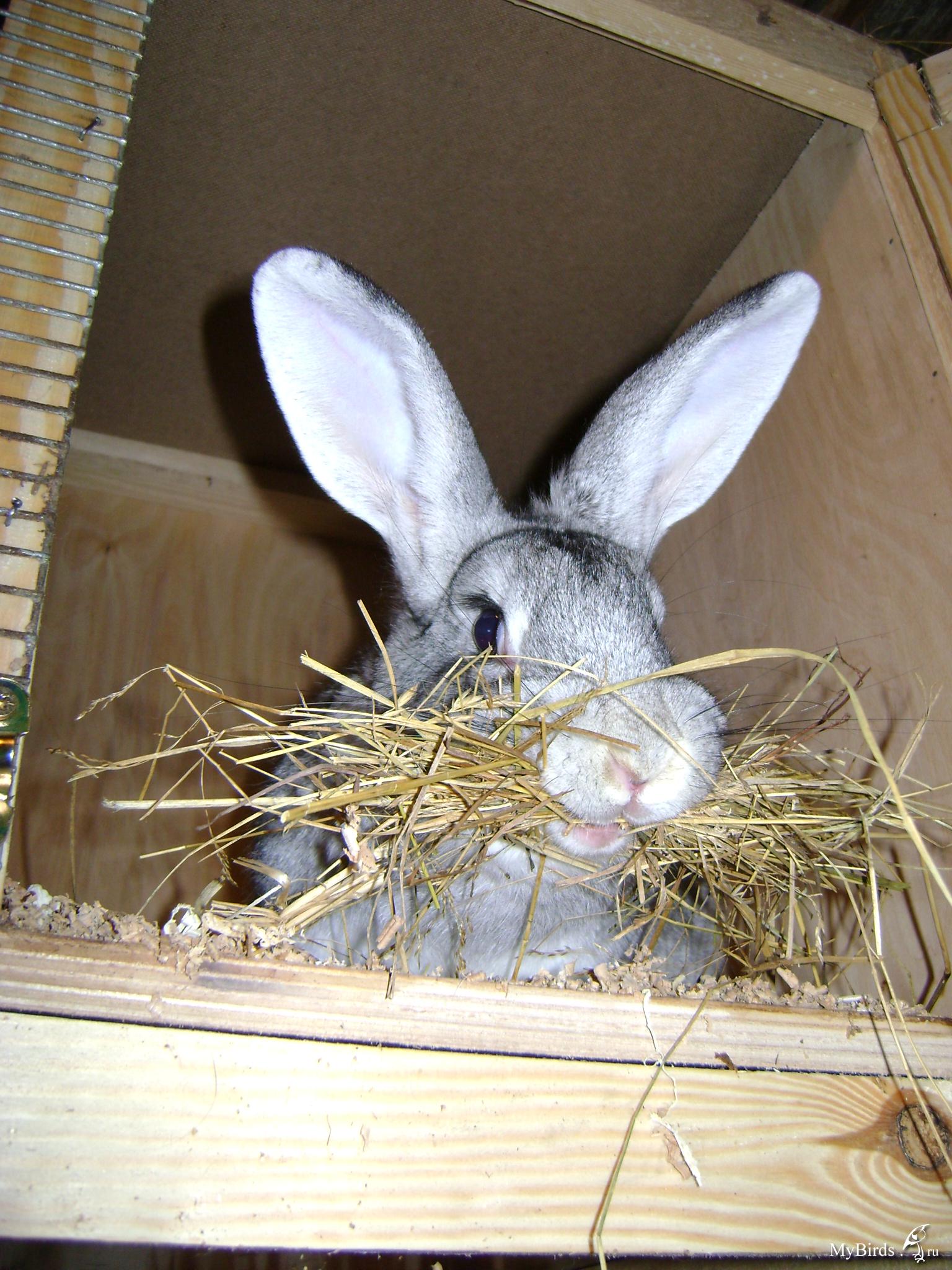 Кролики: виды, описание и советы по содержанию