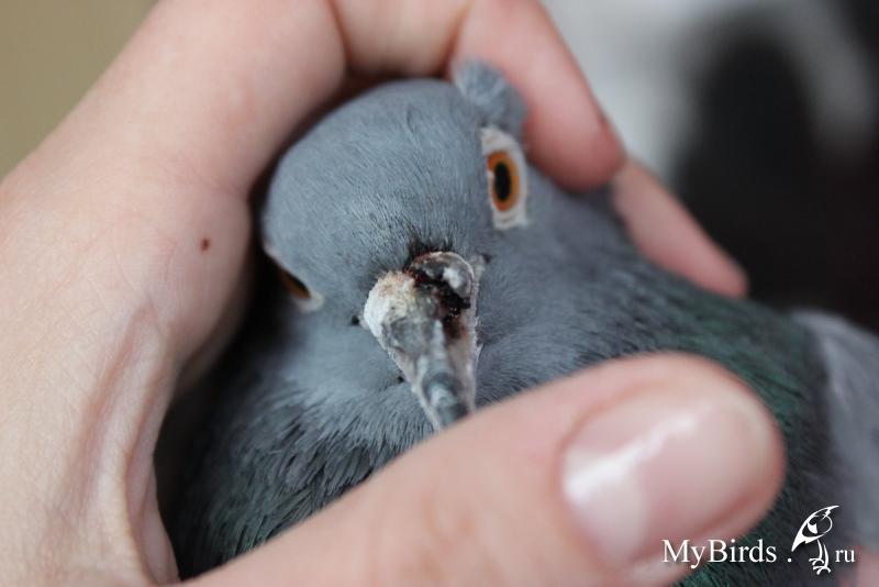 Каша во рту у голубей