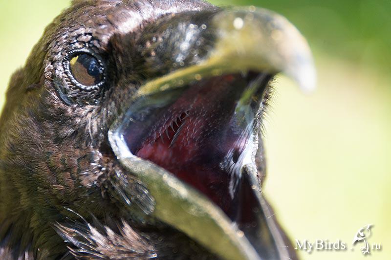 Crow язык. Ворон пасть. Рот ворона.