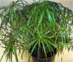 Cyperus.jpg