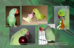 07_a5_parrots.jpg