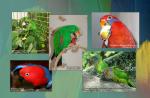 10_a5_parrots.jpg