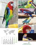 parrots_3.jpg