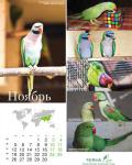 parrots_11.jpg