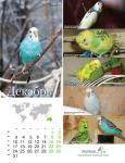 parrots_12.jpg