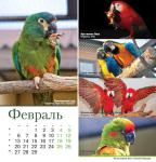 parrots_a5_2.jpg