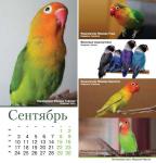parrots_a5_9.jpg