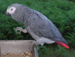 african_grey_parrot_800px_ave_070910_008.jpg