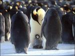 penguins_1.jpg