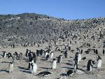 Colony_of_Adelie_Penguin_at_Cape_Royds.jpg
