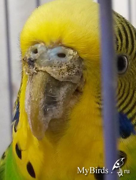 Грибковые заболевания у попугаев