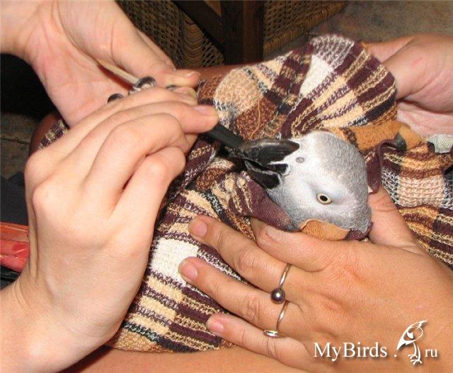 Как подстричь когти попугаю корелла в домашних условиях