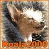 Koala2000