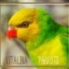 Vitalina_Parrots